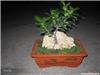 上海浦东室内绿色植物租赁 上海浦东室内绿色植物租赁公司