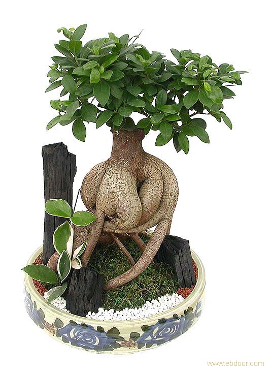 上海绿化植物租赁公司 上海浦东绿色植物公司