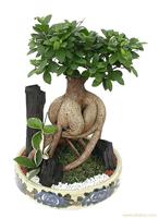 上海绿化植物租赁公司 上海浦东绿色植物公司
