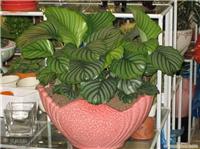 上海南汇室内绿色植物租赁 上海南汇室内绿色植物租赁