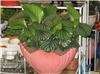 上海南汇室内绿色植物租赁 上海南汇室内绿色植物租赁