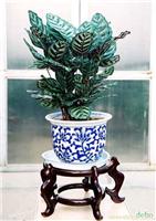 上海浦东办公室室内绿色植物租赁 上海浦东办公室室内绿色植物租赁公司