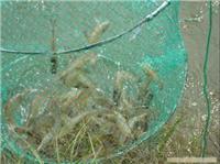 南美白对虾虾苗