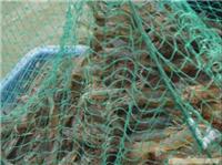 专业白对虾养殖