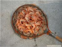 对虾养殖专业合作社