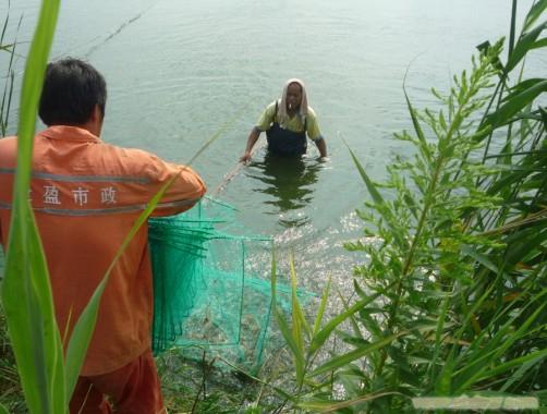 南美白对虾养殖.