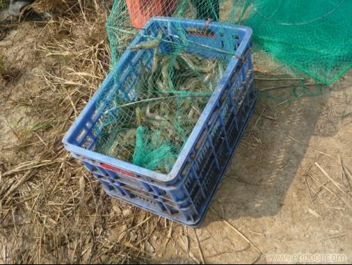 .高密度对虾养殖.