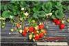 青浦草莓种植基地,青浦农家乐旅游