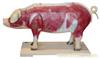 动物模型-猪器官模型