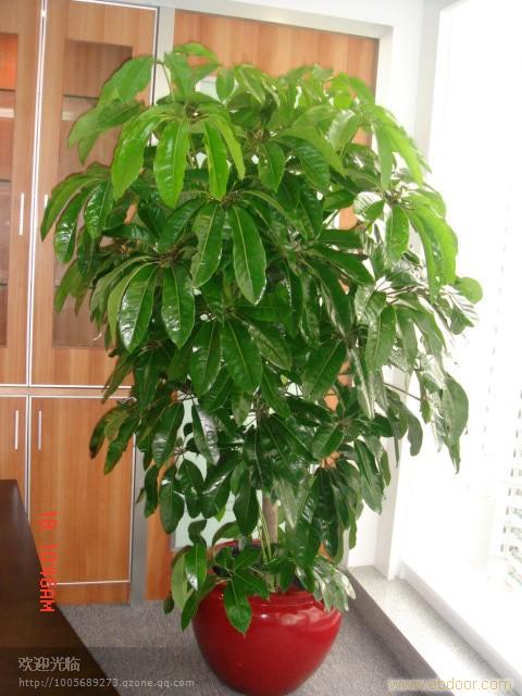 上海花卉租赁 植物租赁 花卉租赁公司 植物租赁公司 办公室花卉租赁