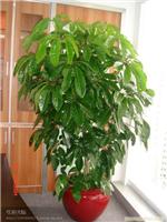 上海花卉租赁 植物租赁 花卉租赁公司 植物租赁公司 办公室花卉租赁