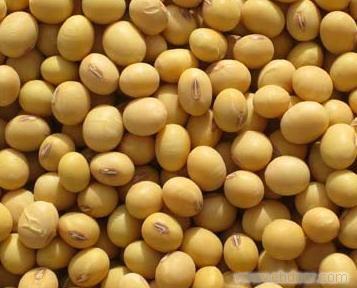 优质黄豆种子生产厂家