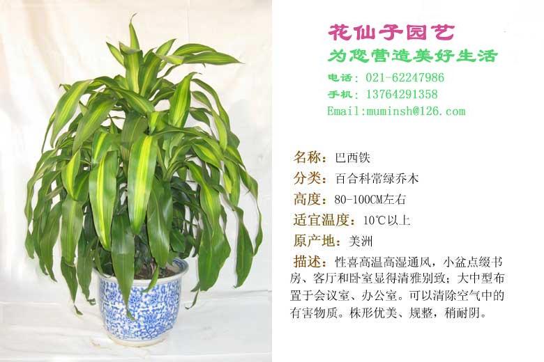 大龙须树�