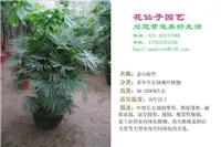 金山棕竹 
