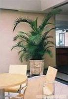 上海办公室盆景花卉长期租赁