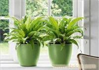 上海室内花卉出租