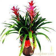 上海会议花卉供应商