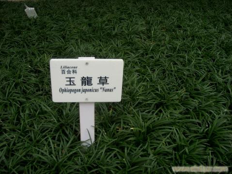 出售玉龙草草坪-上海园林绿化