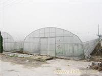 GP-832型单体拱型大棚_上海温室大棚_单体拱型大棚搭建_上海温室大棚价格