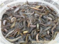 连云港泥鳅种苗供应商