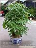 张江花卉租赁价格|植物租摆价格|上海植物租赁