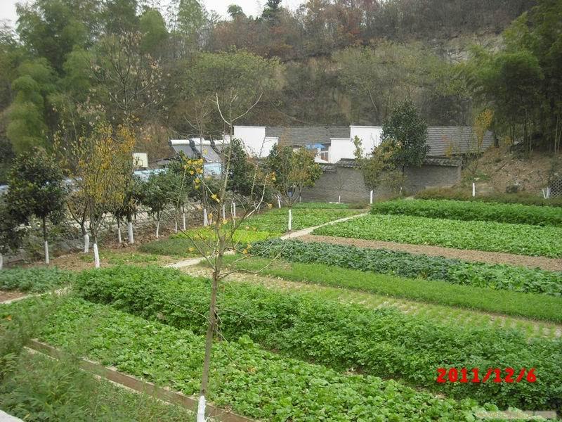 山庄蔬菜园