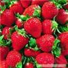 草莓/采草莓/青浦采草莓/上海浦东采草莓
