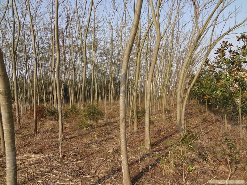 上海无患子苗木种植基地
