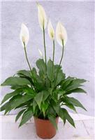 白掌-植物租赁、植物销售