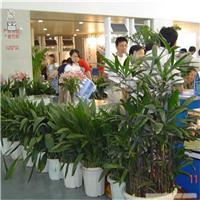 上海绿色植物租赁服务—绿色植物租赁价格