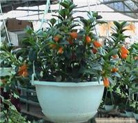 上海办公室植物租赁