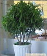 上海办公室绿化 上海绿色植物租赁 上海植物租赁 上海花卉租赁