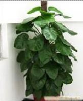 办公室植物租赁方案 上海植物租摆