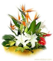 鹤望兰台花-上海鲜花店 预订情人节鲜花