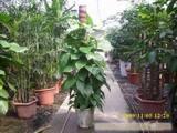 1.7米绿萝-上海鲜花店 上海市情人节鲜花