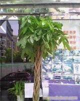发财树1.8米-上海鲜花店 上海市实体花店