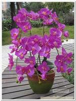 紫色蝴蝶兰8枝-上海鲜花店 预订上海市情人节鲜花