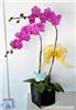 紫色蝴蝶兰2枝-上海鲜花店 上海市实体花店