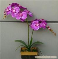 紫色蝴蝶兰2枝-静安区鲜花店 黄浦区鲜花店