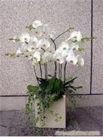上海市虹口区四川北路鲜花店