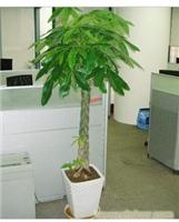 发财树1.7米-上海鲜花店 上海市鲜花网