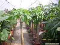 发财树1.8米-上海鲜花店 上海市实体鲜花店