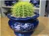 金琥球-上海鲜花店 预订上海市情人节鲜花