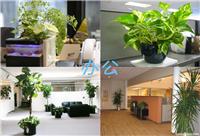 写字楼绿化植物