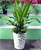 写字楼绿化园艺设计公司