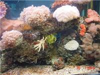 上海海水鱼 