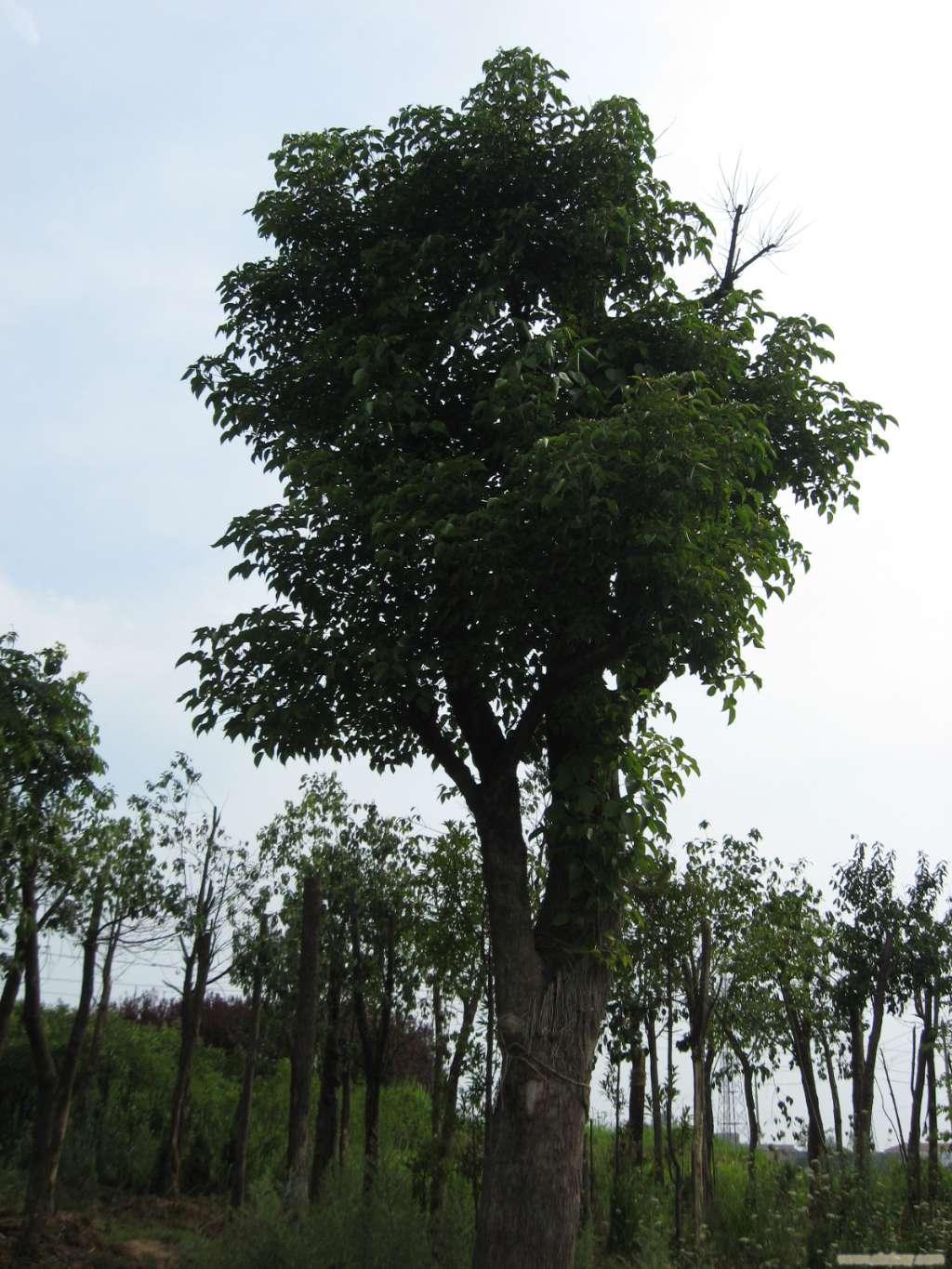 上海榔榆树