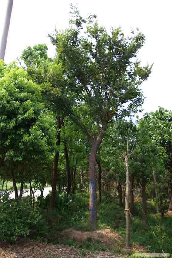 上海榔榆树价格