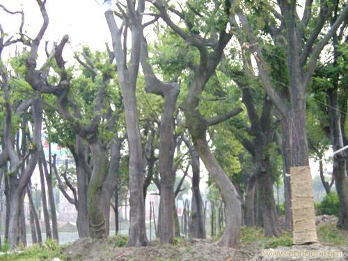 上海榔榆树网
