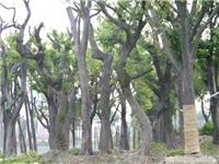 上海榔榆树种植基地